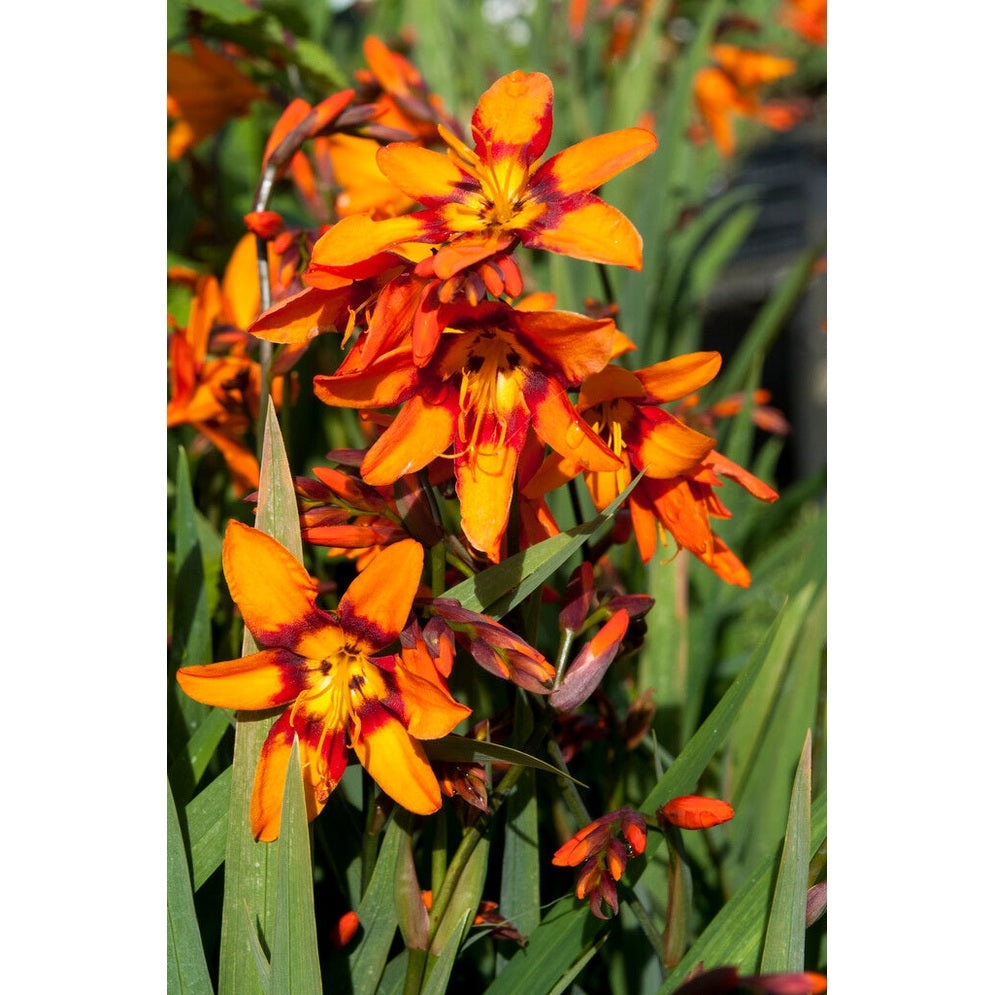 Montbretia-Crocosmia Emily Mckenzier 10 -pakke